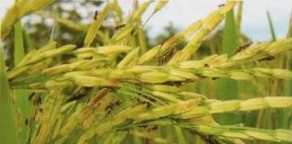 Pengendalian Kepik Hitam Kepik hitam dan bulir padi.