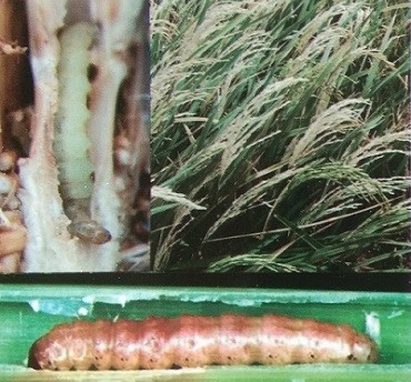 Larva penggerek batang tanaman padi.