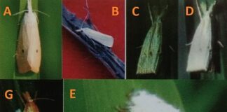 Pengendalian Penggerek Batang Padi Penggerek padi.