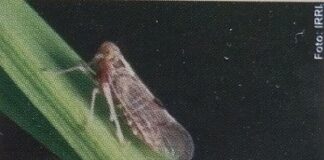 Pengendalian Wereng Cokelat, Kerdil Rumput, dan Kerdil Hampa Wereng cokelat.