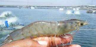 Siklus Hidup Udang Vaname Udang vaname