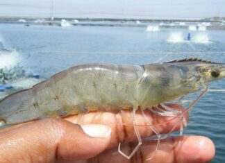 Siklus Hidup Udang Vaname Udang vaname