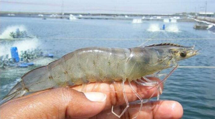 Siklus Hidup Udang Vaname Udang vaname