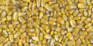 7 Jenis Tanaman Jagung di Dunia Cocok dibuat tepung.