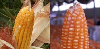 Menentukan Saat Optimal Memanen Jagung Jagung yang dikebun dan yang sudah dipanen dan dikeluas kelobotnya.