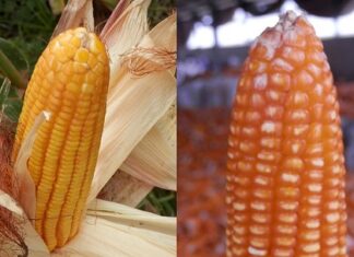 Menentukan Saat Optimal Memanen Jagung Jagung yang dikebun dan yang sudah dipanen dan dikeluas kelobotnya.