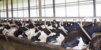 Sapi Perah Bahagia Hasilkan Susu Segar Berkualitas Sapi perah tidur di kasur pasir.