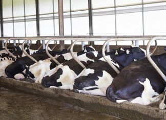 Sapi Perah Bahagia Hasilkan Susu Segar Berkualitas Sapi perah tidur di kasur pasir.