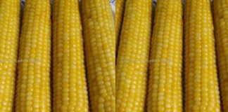 Struktur dan Komposisi Kimia Biji Jagung Jagung dengan amilopektin tinggi.