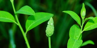 Corteva Agriscience Luncurkan Herbisida Loyant dan Novlect Kendalikan Gulma Padi Gulma Sphenoclea zeylenica termasuk golongan berdaun lebar.