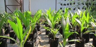 Meraup Ratusan Juta Rupiah dari Budidaya Kelapa Kopyor dengan Bibit Kultur Embrio Bibit kelapa kopyor dari kultur embrio.