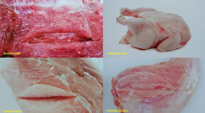 Anda Suka Mengonsumsi Daging Merah atau Daging Putih Daging merah dan daging putih.