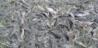 Karakteristik Ekonomi Lele Lele salah satu ikan yang ekonomis.