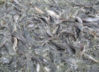 Karakteristik Ekonomi Lele Lele salah satu ikan yang ekonomis.