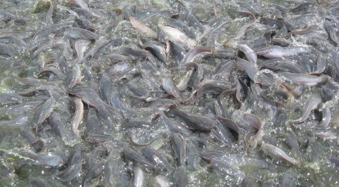 Karakteristik Ekonomi Lele Lele salah satu ikan yang ekonomis.
