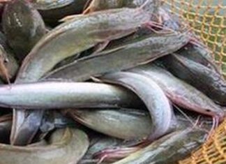 Kiat Memilih Jenis Lele Budidaya Keunggulan lele sangkuriang 2
