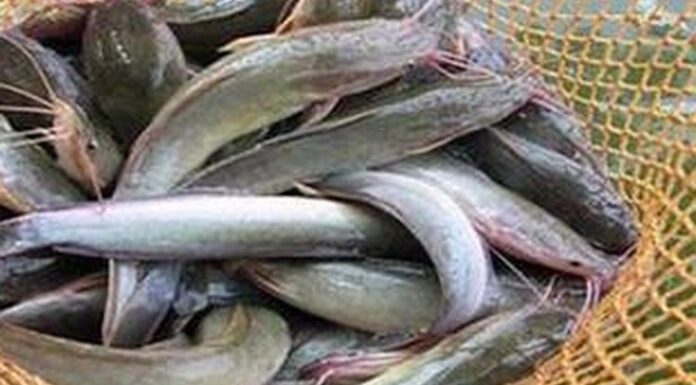 Kiat Memilih Jenis Lele Budidaya Keunggulan lele sangkuriang 2