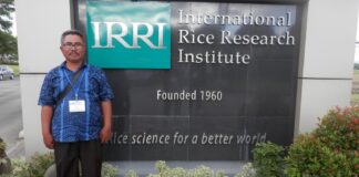 Rahasia Bertani Padi Ala Maftukin Petani padi Maftukin