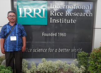 Rahasia Bertani Padi Ala Maftukin Petani padi Maftukin