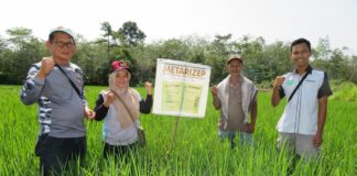 Mengendalikan Wereng Batang Cokelat dengan Bioinsektisida Mengendalikan wereng batang cokelat dengan bioinsektisida Metarizep.