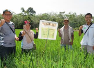 Mengendalikan Wereng Batang Cokelat dengan Bioinsektisida Mengendalikan wereng batang cokelat dengan bioinsektisida Metarizep.