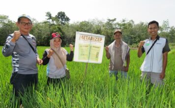 Mengendalikan Wereng Batang Cokelat dengan Bioinsektisida Mengendalikan wereng batang cokelat dengan bioinsektisida Metarizep.