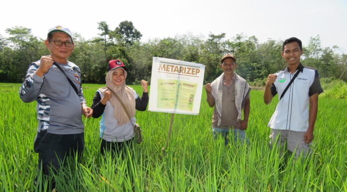 Mengendalikan Wereng Batang Cokelat dengan Bioinsektisida Mengendalikan wereng batang cokelat dengan bioinsektisida Metarizep.