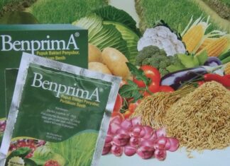 BenprimA, Bakteri Penyubur dan Perlakuan Benih Memproduksi hormon-hormon tanaman, terutama Auksin (IAA).