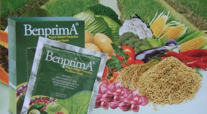 BenprimA, Bakteri Penyubur dan Perlakuan Benih Memproduksi hormon-hormon tanaman, terutama Auksin (IAA).