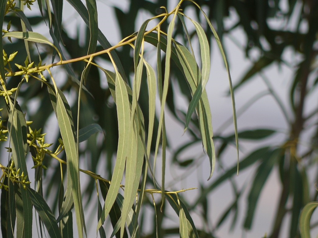 Eukaliptus mengandung minyak atsiri 1,8-Cineol. 