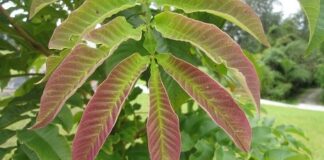 Air Rebusan Daun Muda Sungkai dapat Menangkal Covid-19 Khasiat daun sungkai mengatasi Covid-19