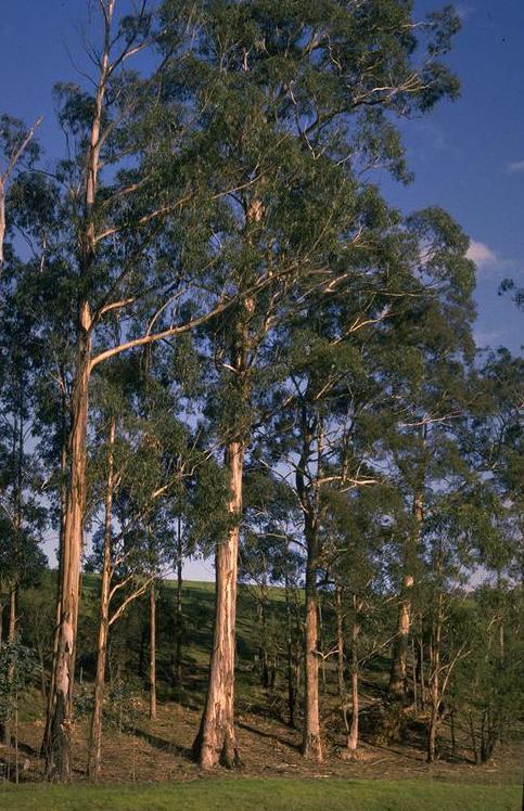 Jimat Antivirus Corona Eukaliptus Terobosan Kementerian Pertanian