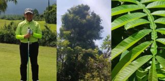 Testimoni Harlon Mengusir Penyakit Bergejala Covid-19 dengan Air Rebusan Daun Sungkai Air rebusan daun sungkai