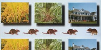 Lindungi Sawah, Kebun, dan Rumah Anda dari Tikus Racun tikus anti koagulan