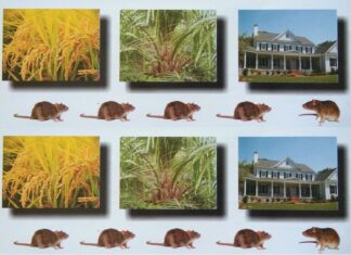 Lindungi Sawah, Kebun, dan Rumah Anda dari Tikus Racun tikus anti koagulan