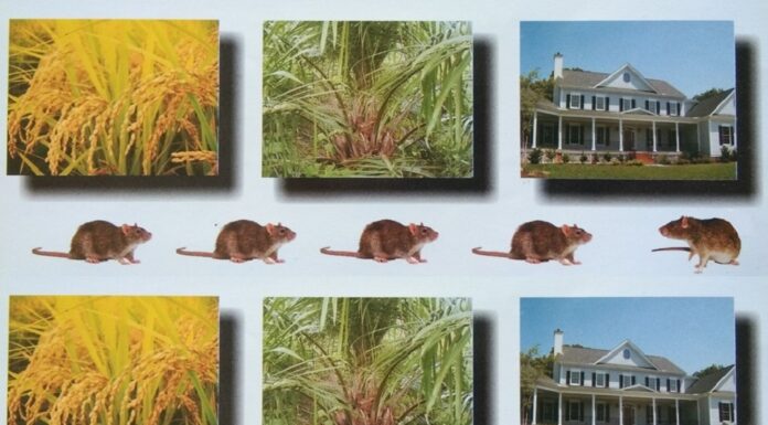 Lindungi Sawah, Kebun, dan Rumah Anda dari Tikus Racun tikus anti koagulan