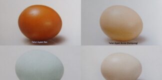 Telur Tetas Versus Telur Konsumsi Tentang telur tetas dan telur konsumsi.