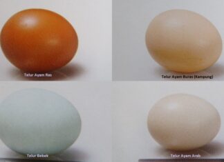 Telur Tetas Versus Telur Konsumsi Tentang telur tetas dan telur konsumsi.