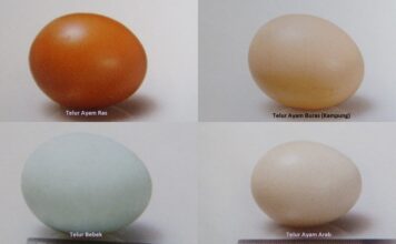 Telur Tetas Versus Telur Konsumsi Tentang telur tetas dan telur konsumsi.