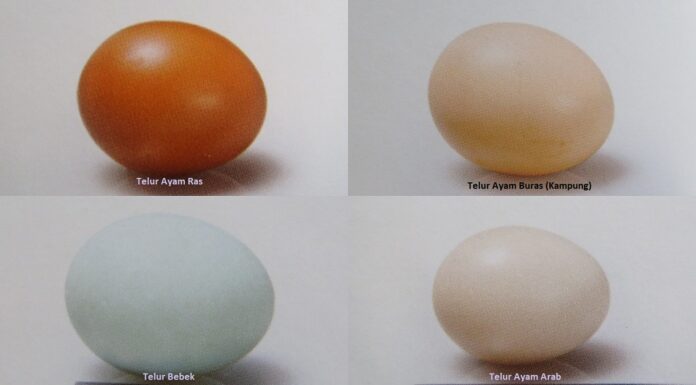 Telur Tetas Versus Telur Konsumsi Tentang telur tetas dan telur konsumsi.