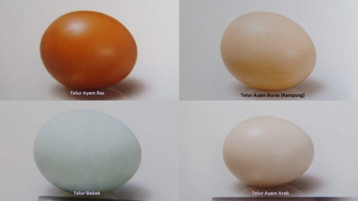 Tentang telur tetas dan telur konsumsi.