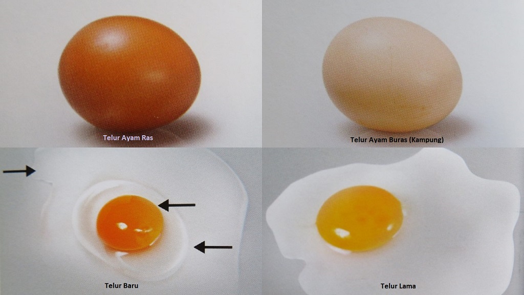 Telur Tetas Versus Telur Konsumsi