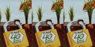 Ti-Gold Amankan Padi dari Gulma Sejak Awal agar Tumbuh Maksimal Satu aplikasi Ti-Gold 40 hari bebas gulma.