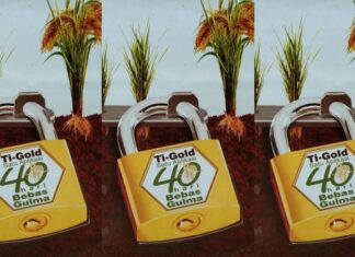 Ti-Gold Amankan Padi dari Gulma Sejak Awal agar Tumbuh Maksimal Satu aplikasi Ti-Gold 40 hari bebas gulma.