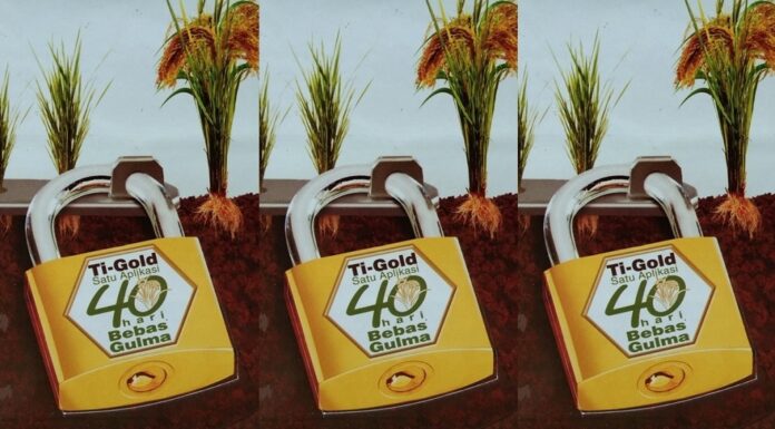 Ti-Gold Amankan Padi dari Gulma Sejak Awal agar Tumbuh Maksimal Satu aplikasi Ti-Gold 40 hari bebas gulma.