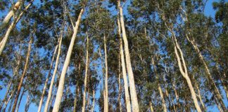 Kenali Jamu, Obat Herbal Terstandar, dan Fitofarmaka 1,8-cineol dalam minyak atsiri eukaliptus bisa sebagai antivirus dan pencegah Covid-19.