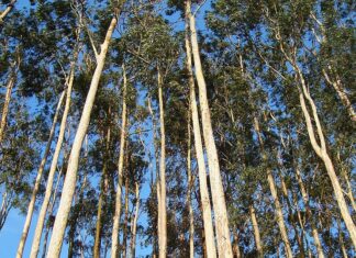 Kenali Jamu, Obat Herbal Terstandar, dan Fitofarmaka 1,8-cineol dalam minyak atsiri eukaliptus bisa sebagai antivirus dan pencegah Covid-19.