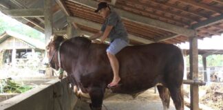 Senangkan Hewannya, Tajamkan Pisaunya Pada kondisi musinnah, pertumbuhan tulang hewan kurban sudah berhenti, sementara yang bertambah adalah daging dan lemaknya.