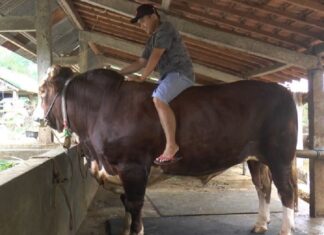 Senangkan Hewannya, Tajamkan Pisaunya Pada kondisi musinnah, pertumbuhan tulang hewan kurban sudah berhenti, sementara yang bertambah adalah daging dan lemaknya.