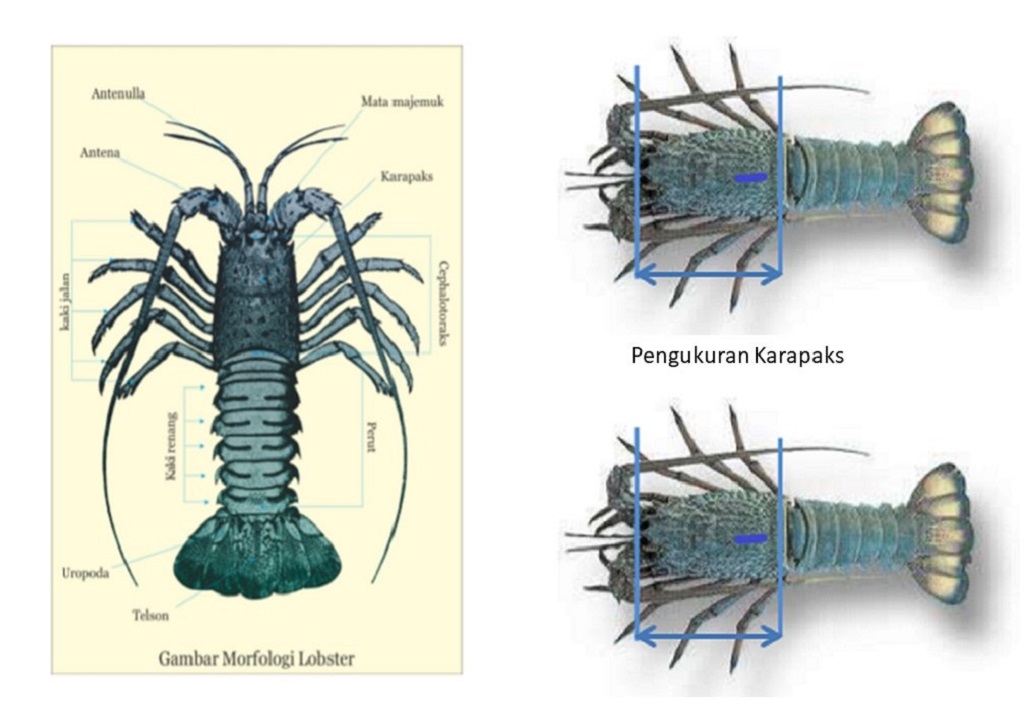 Secara garis besar, lobster terdiri atas kepala, badan, dan ekor.